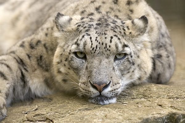 Snow Leopard